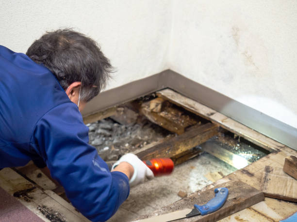 Best Localized Mold Remediation (e.g., coastal areas, humid climates) in Lake Landor, VA