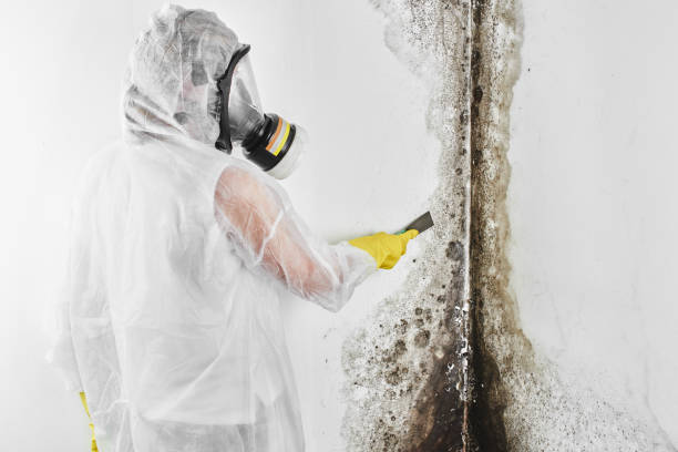 Best Basement Mold Remediation in Lake Landor, VA