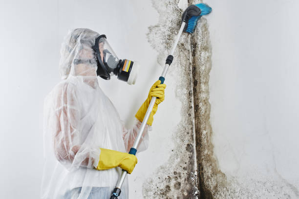 Best Insurance-Related Mold Remediation in Lake Landor, VA