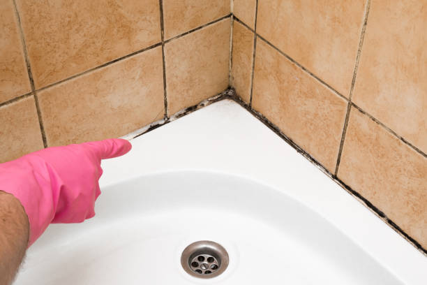 Best Health and Safety Mold Remediation in Lake Landor, VA